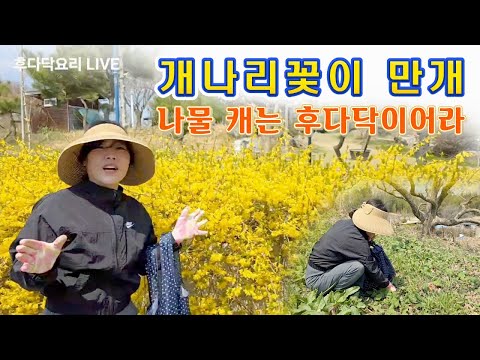 🔴 봄 기운이 완연한 산과 들, 여기는 강진이어라~~