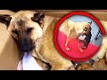 Mama Dog Carries Unconscious Puppy For Help