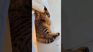Cat Purrfect Scroll Stopper 💖🐱