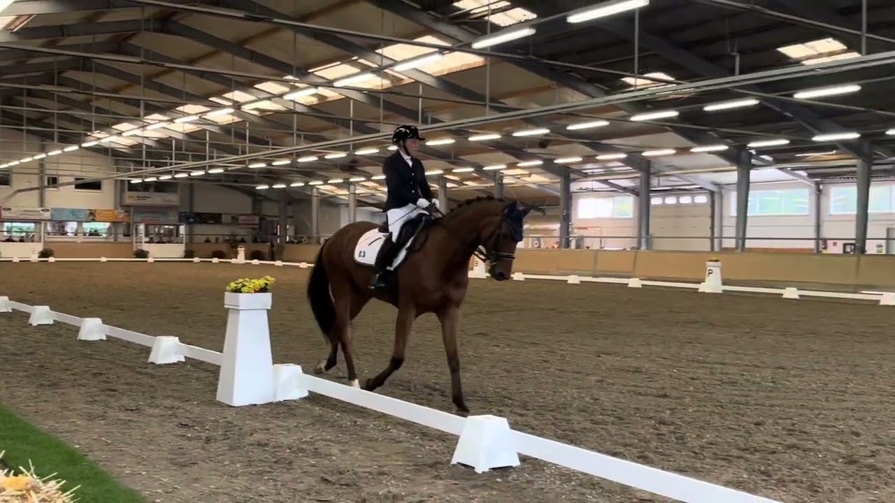 M Dressur M6 Waghäusel-Wiesental 2024 Nordbadische Meisterschaft