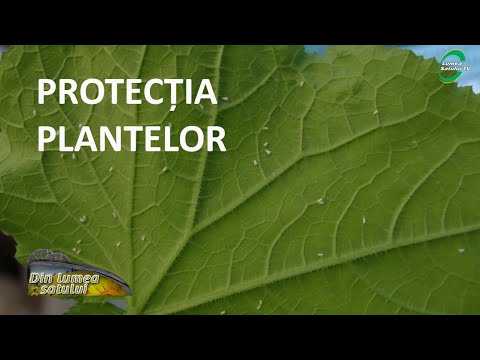 Video: Ce Este Protecția Plantelor Microbiologice
