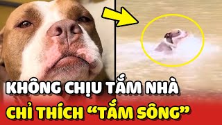 Cưng xỉu với em Pitbull không thích TẮM NHÀ chỉ thích TẮM SÔNG 😂 | Yêu Lu