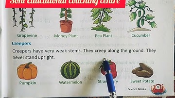 Class-2,Lesson-1,Kinds of Plants, Science Scope Blue Bird series complete exercise by Mukesh soni