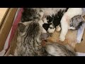 noraneko nyankichi「Father cat cherish the baby cat」~野良猫ヒーロー、イクニャンに変身！～