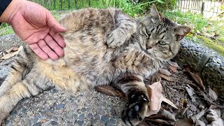 A fat cat relaxes when a human touches its big belly