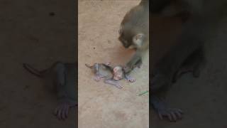 Meta mommy training till sleeping #monkey #babymonkey #viral #wildlife #shorts