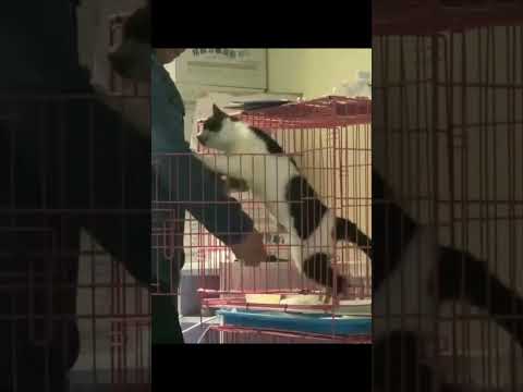 Кошка отказывается от еды и просится к человеку
