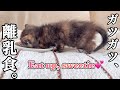 ごはんタイムは命の時間。ちいさなサビ猫、全力で食べてます!