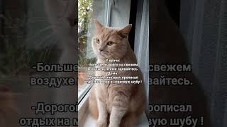 Истинная Женщина #котмишель #настроение #cat #мем #кот #юмор #позитив #funnycats