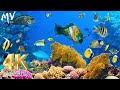 🐠 Beautiful Coral Reef Fish 🐠 Relax Water Sound 🐠 Meditation Music 🐠