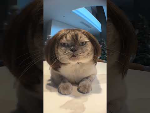 Cute Cat Matercat Cuteanimal Kitten Turkishcat Cutecat Cute Cutepet Funnyanimal Funnycat