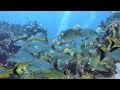 Scuba Diving Cancun, MUSA (Underwater Museum) & Manchones Reef