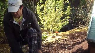 Rawutah's Spring 2011 Food Forest Update...and ummm whoa...S