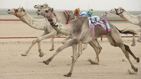 Amazing Camel Race in Saudi Arabia