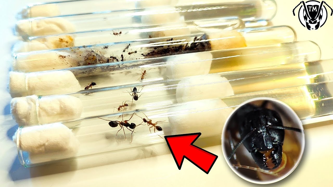 КАКИХ РАЗМЕРОВ БЫВАЮТ МУРАВЬИ? ОБЗОР И СРАВНЕНИЕ МУРАВЬЕВ \\\\ ТАПОК МИРА ...