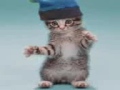 Cat Rolo 2 Cat Rolo 2