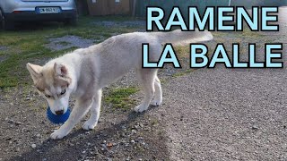 Comment attendre à un chiot à ramener la balle