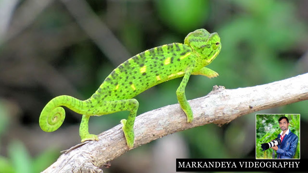 Chameleon walk | Oosaravelli | ಗೋಸುಂಬೆ | ಊಸರವಳ್ಳಿ | ఊసరవెల్లి - YouTube
