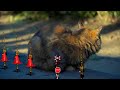 猫の横を通る変なふみきりカンカン　踏切アニメ　Railroad Crossing fumikri Japan railroad crossing　anime　　新幹線　sinkansen