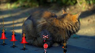 猫の横を通る変なふみきりカンカン　踏切アニメ　Railroad Crossing fumikri Japan railroad crossing　anime　　新幹線　sinkansen
