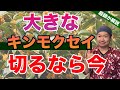 【キンモクセイ】大きさを下げるなら春のうちにやっておいたほうが良い