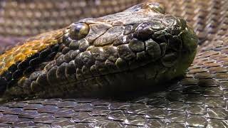 inilah spesies ular terbesar di dunia yang masih berkeliaran di alam liar
