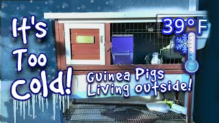 Guinea Pigs Rescued From Outdoor Hutch in Winter!