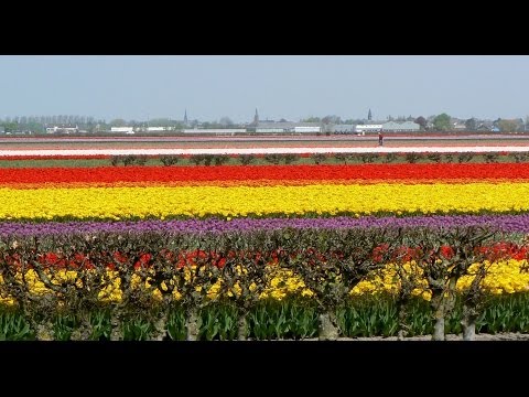 Video: Til Tulipaner I Royal Keukenhof-parken - Uvanlige Utflukter I Amsterdam