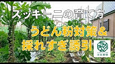 袋栽培 ズッキーニの育て方 Amazonの郵送袋をリサイクルして袋栽培 植木鉢やプランター栽培にも使える Youtube 袋栽培 ズッキーニの育て方 Amazonの郵送袋をリサイクルして袋栽培 植木鉢やプランター栽培にも使える Youtube