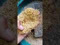 Cara bikin cocopeat di rumah 🌱 #garden #organic