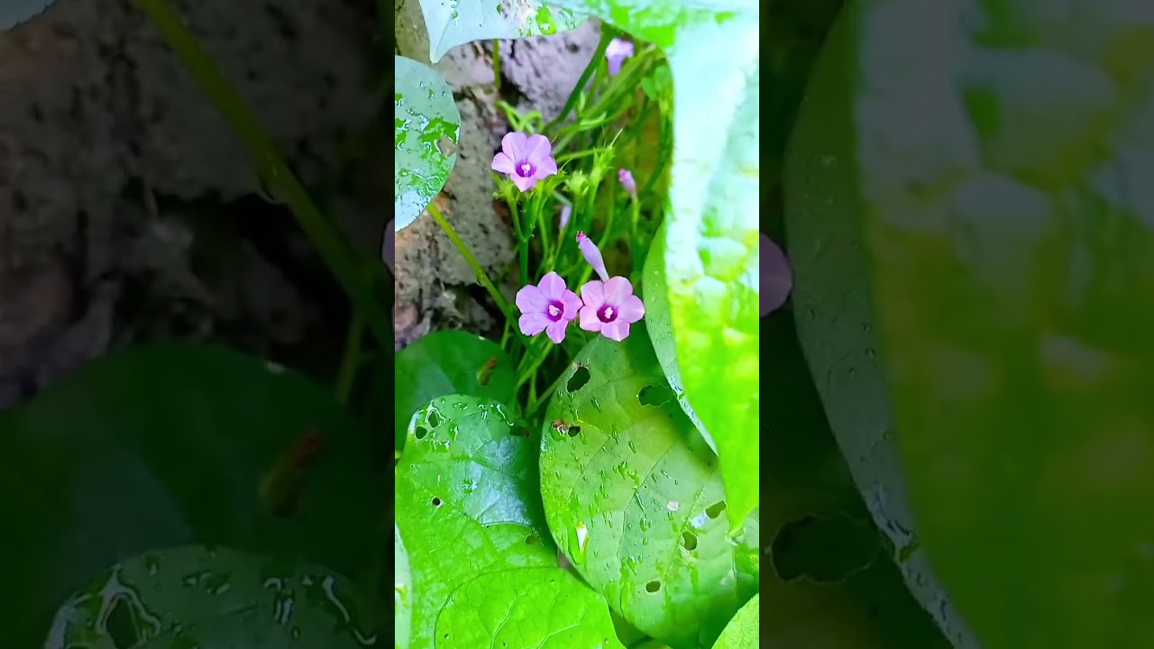 In Bloom Today: Discovering Floral Marvels 