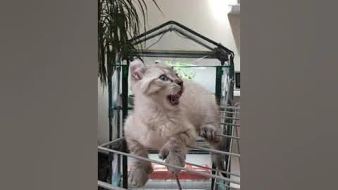 Watch the video about Chloé highland Lynx snow leopard