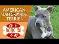 Dogs 101 - AMERICAN STAFFORDSHIRE TERRIER - Top Dog Facts About the AMERICAN STAFFORDSHIRE TERRIER