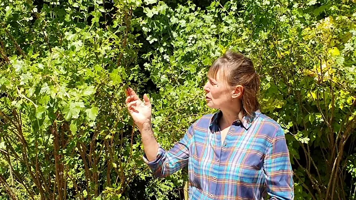 Chawton House Gardener Julia Weaver: Golden Currant