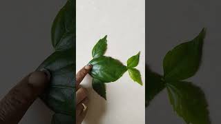 fish #leafcraft #fish #creativity #crafts