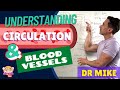 Essential Insights Into Blood Circulation and Vascular Functions