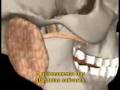 SISTEMA DIGESTIVO- NUTRIÇÃO