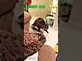 Funny Moments With Cats Chasing Each Other #cat #funny #catlover #catvideos #short #cutecat