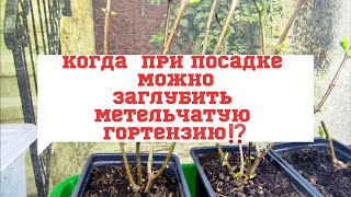 картинка: Три способа формировки куста метельчатой гортензии/Заглубление корневой шейки у низкорослых сортов 🌿
