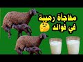 ما هى فوائد حليب الأغنام عالم الفلاح