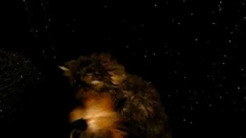 Watch the video about Tabby Teacup Kitten 4 adoption www.tcup-persians.com