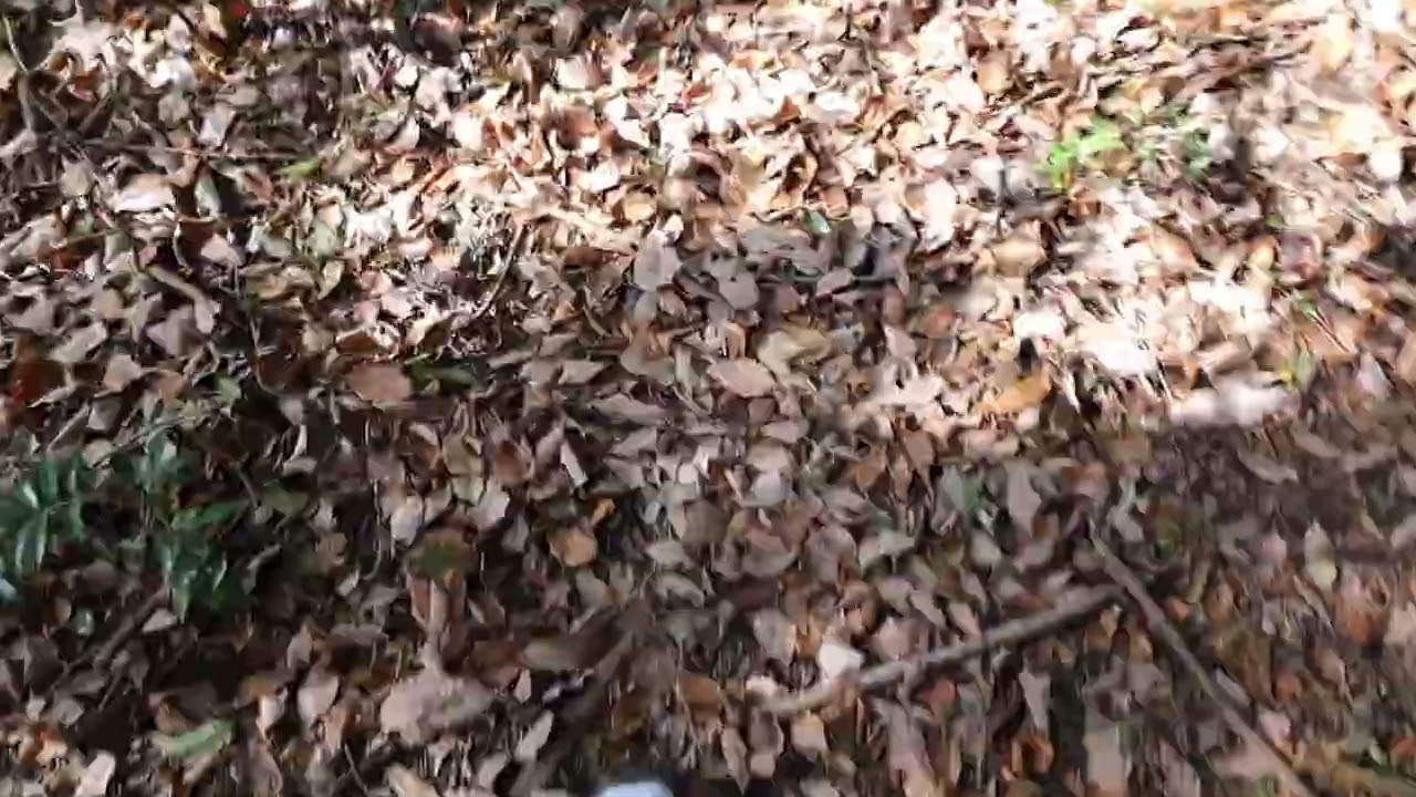 大分県宇佐市　和尚山山頂〜座禅岩(2026年2月4日)