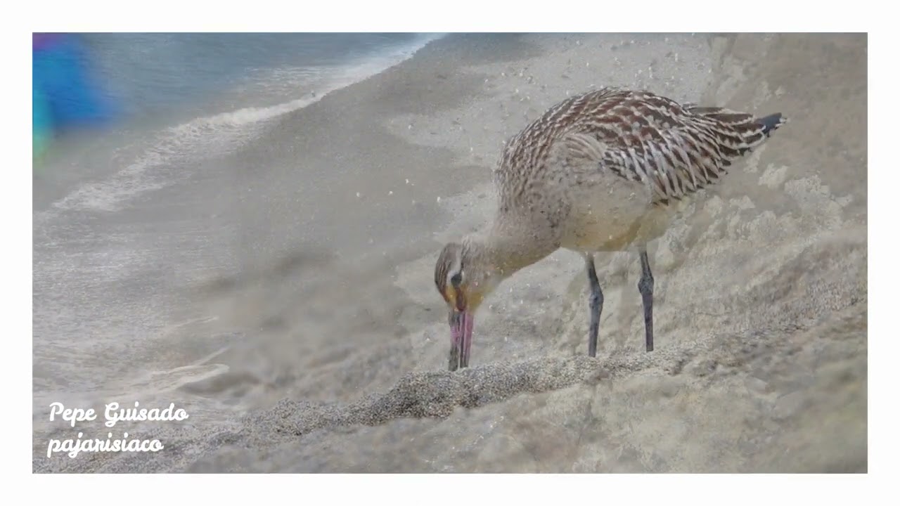 La Aguja Colipinta y su paso migratorio por la Península