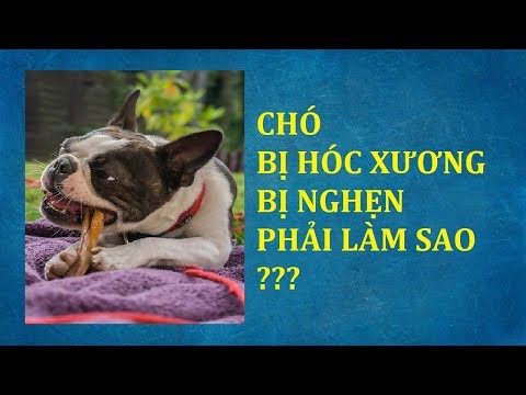 Video Chó bị hóc xương bị nghẹn phải làm sao để hết - youtube