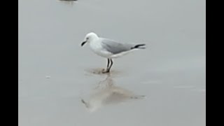 Jonathan Riverdance Seagull