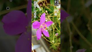 #휴식시간 #꽃은무엇을남기는가?#청춘 #시낭송.