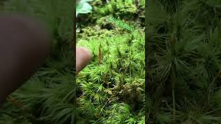 Admiring the Moss #naturelovers #oddlysatisfyingvideo #offgridcouple #moss #natureasmr #artists