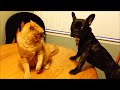 Who is Boss in the House - Funny Cats and Dogs Compilation - Try Not To Laugh || PETASTIC 🐾