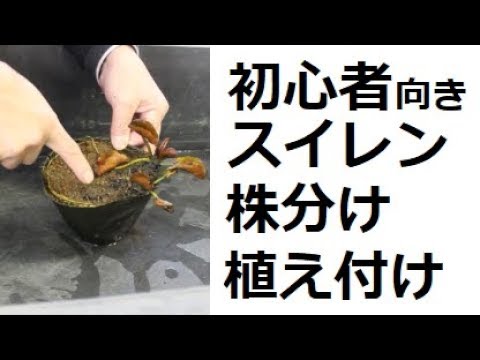 初心者向き スイレン 睡蓮 株分け植え付け 容器選びまで Youtube