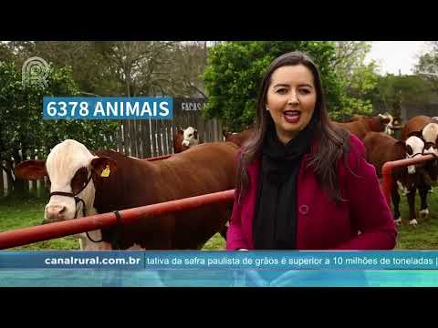 Expointer: 45ª edição deve receber quase 6.400 animais | Canal Rural